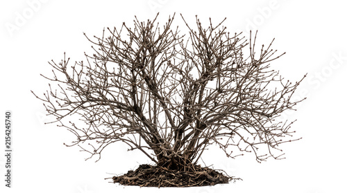 Bare deciduous shrub with intricate branches and visible root system PNG Isolated on transparent background