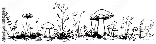 Photography Mushrooms and wild plants growing on the forest floor black and white line art s