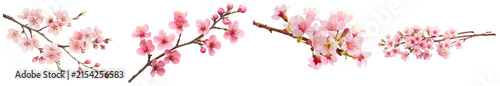realistic cherry blossom branches with delicate pink flowers and buds, isolated on a transparent background, representing spring.