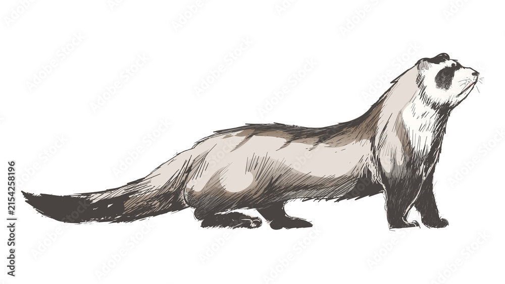 Fototapeta premium Png cute ferret animal illustration, transparent background