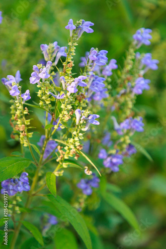 Helmkraut (Scutellaria incana)