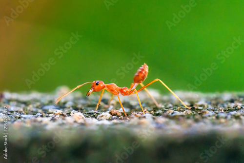 Red Ant Walking on Stone Surface Green Background in Garden