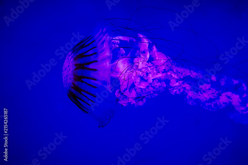 Photography Jellyfish swims through water with bright colors in an aquarium during the day
