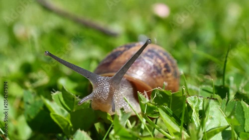 Large garden snail crawls slowly across vibrant green grass. Its brown shell has dark markings. Antennae move gently as it navigates leafy terrain.