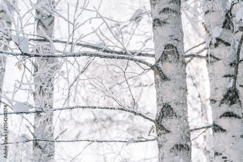 Canvastavla White birch trunks and bare branches in peaceful snowy winter forest