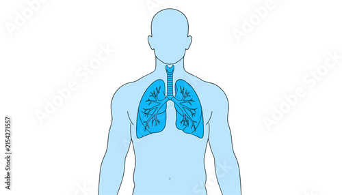 Anatomical illustration of the human respiratory system highlighting the trachea and lungs in bright blue color.