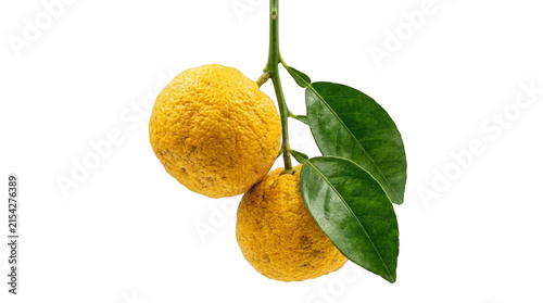 Two ripe yuzu fruits with green leaves isolated on transparent background