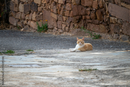 Ginger and White Cat Resting on Ground Near Stone Wall