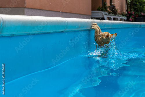 Cuadro en lienzo Small ginger cat being rescued from a swimming pool