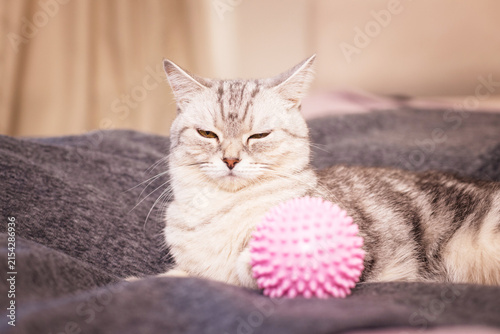 Relaxed tabby cat lounging on a dark cushion at home, cozy pet scene, domestic feline moment, calm animal portrait, indoor comfort