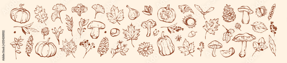 Obraz premium Autumn season doodle set, hand drawn fall whimsical line illustration print, October harvest pumpkin. Forest leaf nature sticker, organic brushstroke tree branch design element. Autumn doodle graphic