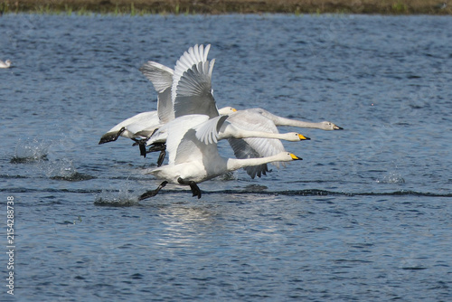 Fotografía Whooper swans taking off from water surface, Cygnus cygnus group flying over the