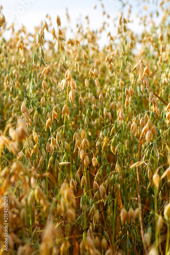 Canvas Print Oats in the field in the evening sun.