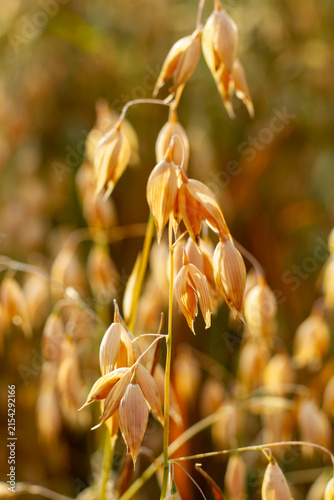Photography Close-up of oats in a field