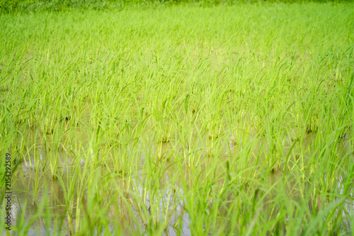 Young Green Rice Plants Growing Across a Flooded Paddy Field After Planting