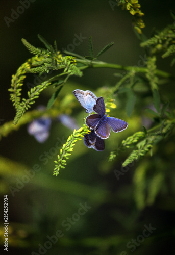 blue butterfly on a flower