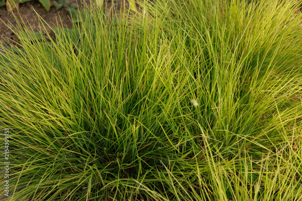 Fototapeta premium Herbstkopfgras (Sesleria autumnalis)