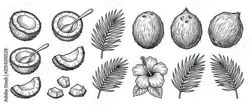 Hand-drawn coconut collection with tropical leaves and flower