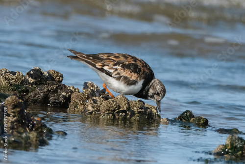 Obraz na płótnie Ruddy Turnstone (Arenaria interpres) bird in non-breeding plumage foraging for f