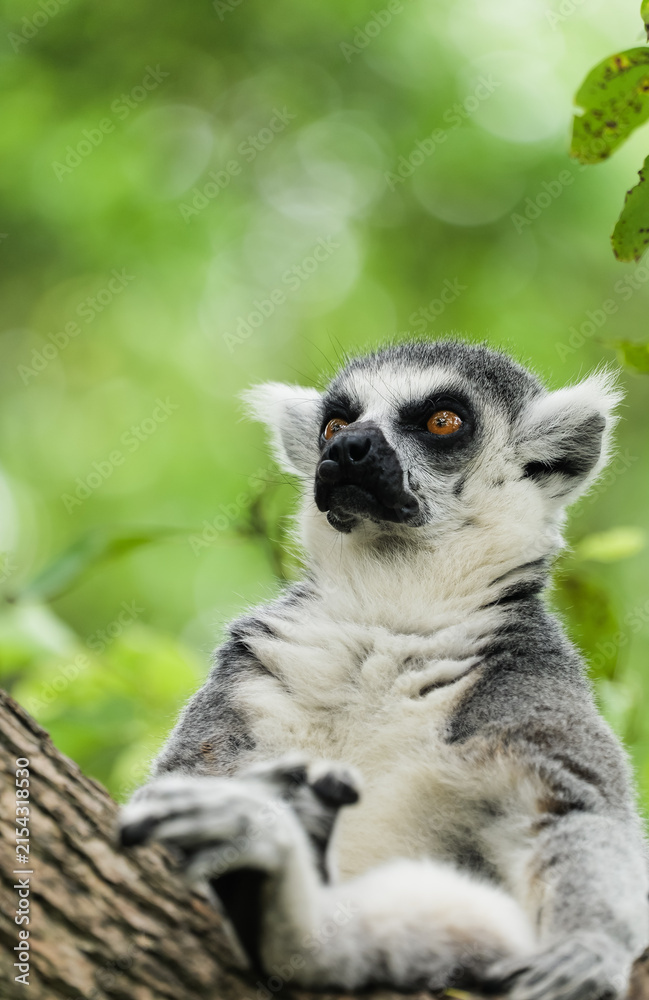 Fototapeta premium A ring-tailed lemur sitting on a tree trunk with a determined look