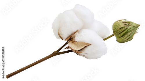 Bild auf Leinwand Fluffy white cotton bolls with green bud on brown stem, isolated on transparent