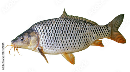 Cuadro en lienzo Large common carp fish with barbels detailed scales, isolated on transparent bac