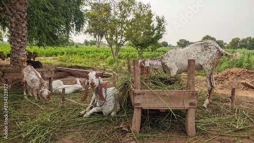 Spotted brown and white goats eating green fodder near wooden feeder in farm yard outdoor photography for livestock goat farming and rural agriculture concept