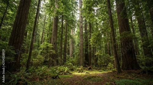 Dense Green Forest With Natural Sunlight
