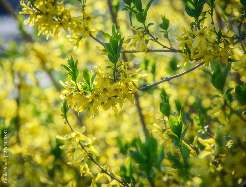 Yellow spring blossoms (Forsythia) on green branches in soft sunlight.
