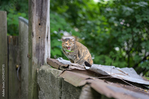 Tabby cat meowing on rooftop outdoors with green background.