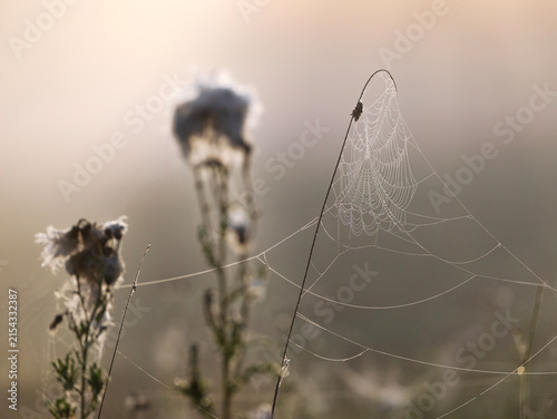 Photography Pajęczyna pokryta kroplami porannej rosy na trawie, zbliżenie makro na tle ciepł