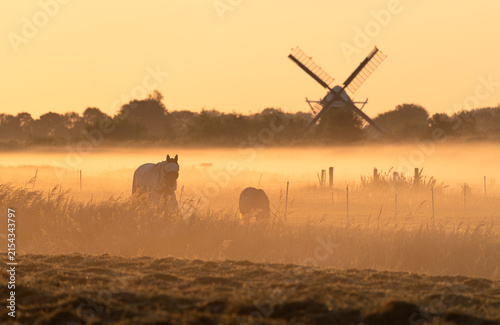 Horses in a meadow on a foggy, summers morning in the Dutch countryside.