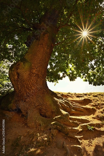 Old Oak Tree with Exposed Roots and Sunburst in Forest

Alternativy: