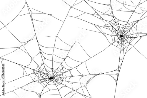 spider web with dew
