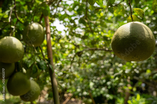 Fresh pomelo fruits growing on trees in a pomelo orchard in Chiang Rai, Thailand, tropical agricultural landscape