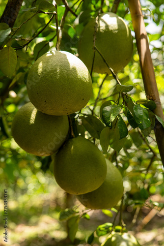 Fresh pomelo fruits growing on trees in a pomelo orchard in Chiang Rai, Thailand, tropical agricultural landscape