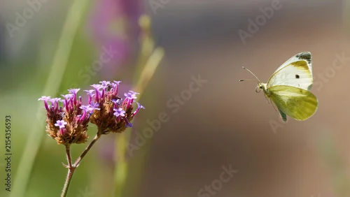 Fototapeta na wymiar un papillon piéride du chou volant vers une fleur