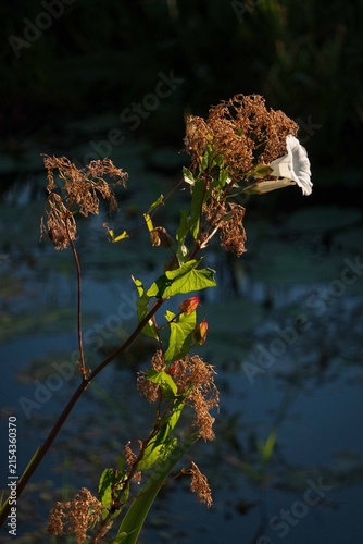 Flowering field bindweed overgrowing Wild angelica