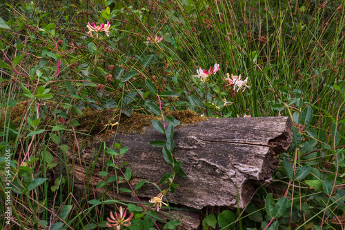 Flowering Common honeysuckle overgrowing dead trunk