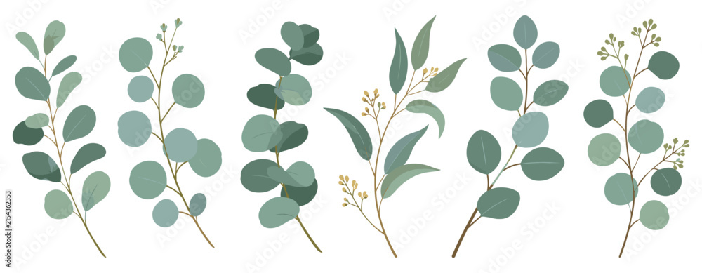 Naklejka premium Botanical eucalyptus branches vector illustration with leaves, floral foliage and natural hand drawn plant elements for organic decoration on white background