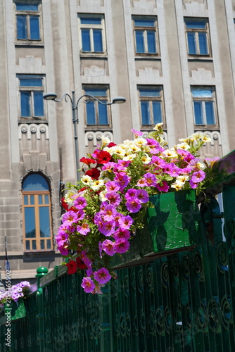 Petunia pink and white flowers in a pot on a bridge railing in Bucharest in summer with a building on the background