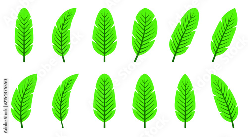 Set of green tropical banana leaves in different angles
