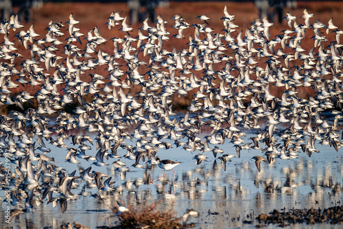 Konstfotografi Large flock of sanderlings flying over wetland habitat during migration season