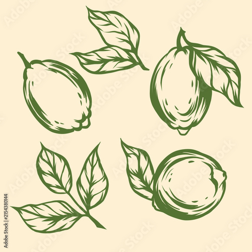 Hand-drawn set of lemons in various forms — whole fruits with leaves and a cross-section view. Perfect for culinary designs or as decorative elements.