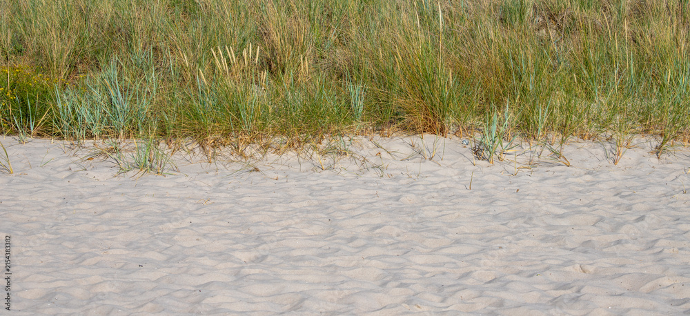 Obraz premium Sandy beach with green coastal dune grass background banner wide view