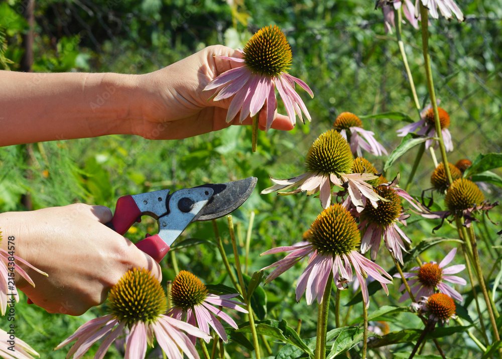 Fototapeta premium Echinacea flower pruning for herbal immune tea