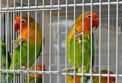lovebirds inseparable parrots in cage