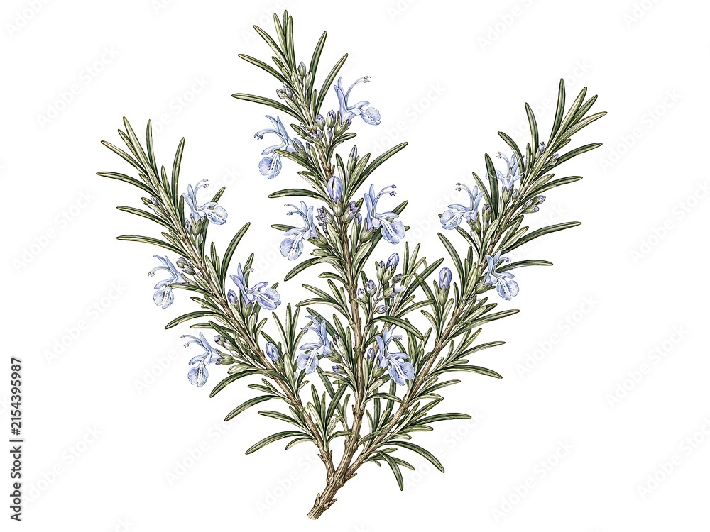 Fototapeta premium rosemary on white background