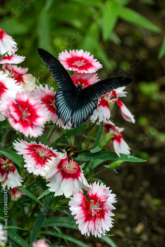 Great Mormon butterfly among vibrant flowers in summer
