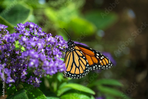 Vibrant Monarch butterfly pollinating purple flower
